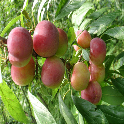 紅西梅李子苗品種特點(diǎn)介紹 當(dāng)年結(jié)果五公分李子樹批發(fā)基地