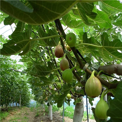 金傲芬无花果苗销售电话 无花果小苗批发基地