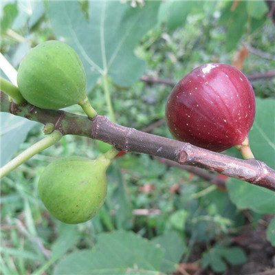 湖南当年结果斯坦拉无花果苗苗圃出售