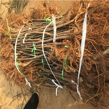 布蘭瑞克無花果苗品種推薦、布蘭瑞克無花果苗怎么賣的