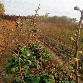 江西地径一公分波姬红无花果苗苗圃出售