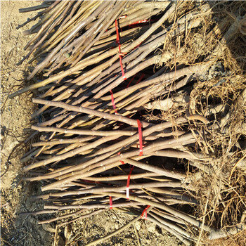 黑果無(wú)花果苗繁育出售基地、黑果無(wú)花果苗價(jià)格是多少