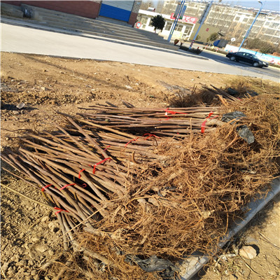 芭勞內(nèi)無花果苗無花果小苗批發(fā)基地