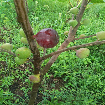 蓬莱柿无花果苗三公分蓬莱柿无花果苗出售价格