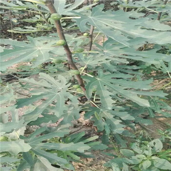 安徽中農(nóng)紅無花果苗怎么賣的
