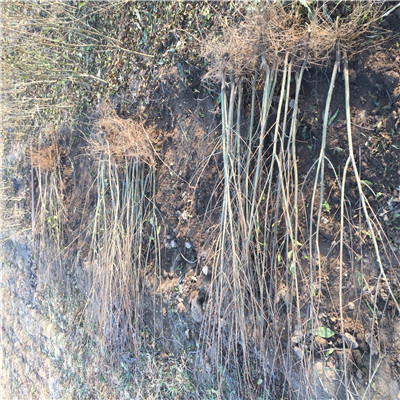 定植两年的石榴苗种植季节 大青皮石榴苗种植技术