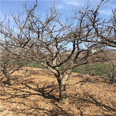 蒙陽紅石榴苗三公分以上蒙陽紅石榴苗品種特點(diǎn)介紹