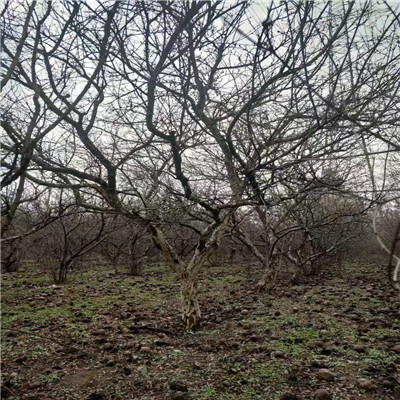 白如玉石榴苗山東石榴苗基地白如玉石榴苗出售價(jià)格