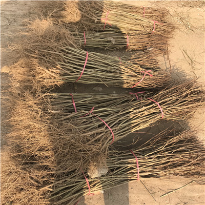 地徑一公分石榴苗批發(fā)基地 泰山紅石榴苗出售價(jià)格
