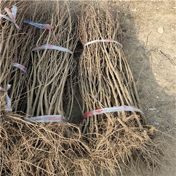 黑籽石榴苗品種特點(diǎn)介紹山東石榴苗基地黑籽石榴苗品種特點(diǎn)介紹