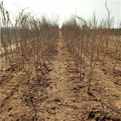 软籽石榴苗批发基地三公分以上软籽石榴苗批发基地