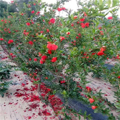 地径一公分石榴苗种植季节 水晶石榴苗批发价格