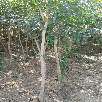 地徑一公分石榴苗種植季節 紅籽石榴苗市場(chǎng)新報價(jià)