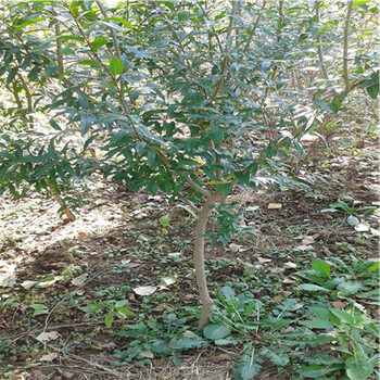 山東石榴苗基地石榴苗種植技術(shù)牡丹花石榴苗價格及報價