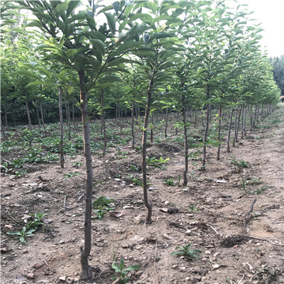 2020年山東李子苗種植技術(shù) 黑李子苗市場報價