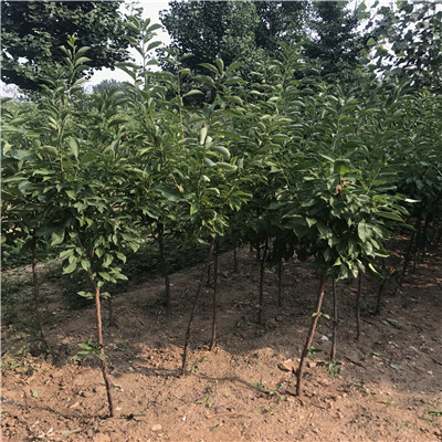 秋姬李子苗種植技術 地徑一公分李子苗出售價格