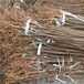 红西梅李子苗品种特点介绍当年结果五公分李子树批发基地
