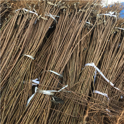 蜂糖李李子苗市場報價 定植兩年的李子苗品種特色介紹