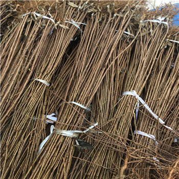 早熟品種李子苗一棵價(jià)錢(qián)定植兩年的李兩年結(jié)果