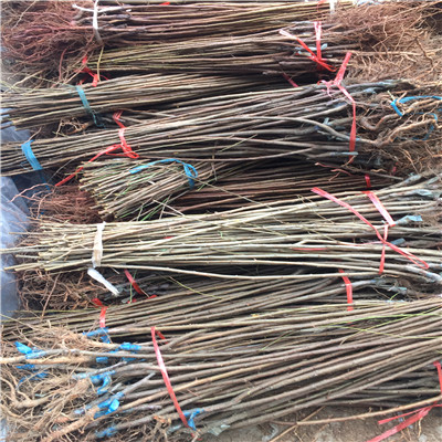 早熟品種李子苗出售價(jià)格 地徑一公分李子苗種植技術(shù)
