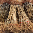 广西三公分的李子苗种植技术图片