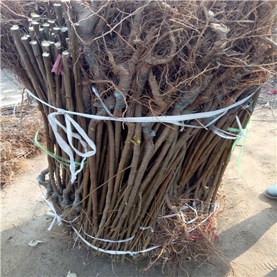 秋姬李子苗種植技術(shù)高度一米以上的秋姬李子苗種植技術(shù)