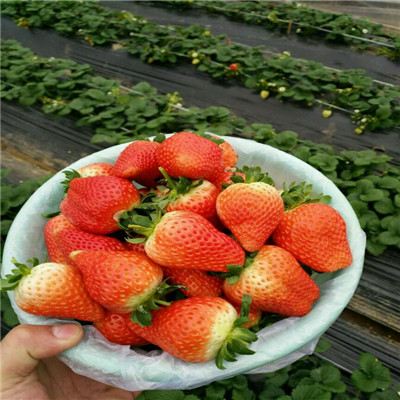 2020年山东草莓苗甜查理草莓苗一棵价钱
