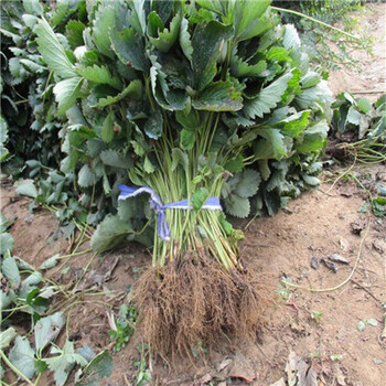 基地紫金草莓苗紫金草莓苗批發(fā)基地