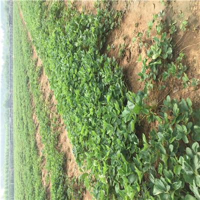 搭棚草莓苗品種妙香七號草莓苗、妙香七號草莓苗苗圃場電話