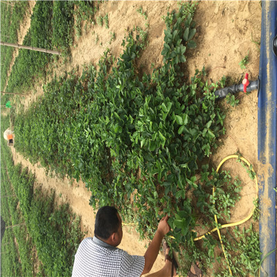 安徽鬼奴甘草美苗批发基地