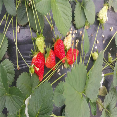 秋季草莓生产苗香蕉草莓苗江苏香蕉草莓苗价钱及报价