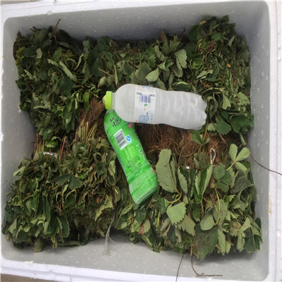 云南童子一號草莓苗種植技術(shù)