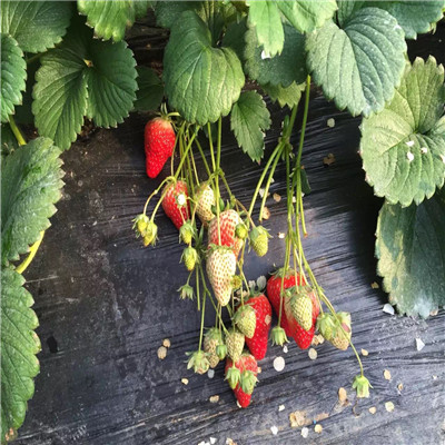 優(yōu)良品種草莓苗紅香草莓苗批發(fā)價錢
