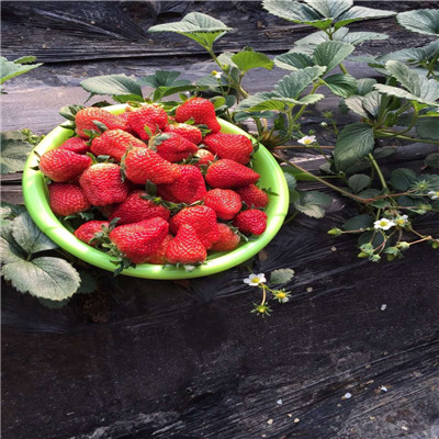 秋季草莓小苗供应大棚草莓苗种植技术