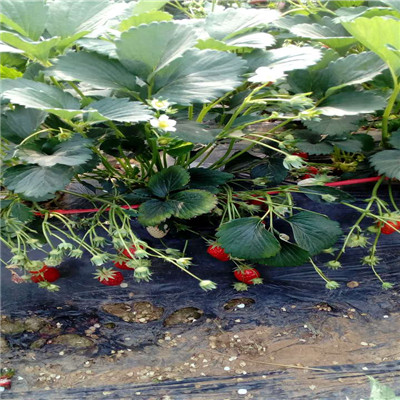 新品种草莓苗紫金草莓苗新品种草莓苗价钱及报价
