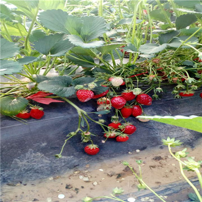 秋季草莓生产苗紫金草莓苗秋季草莓生产苗市场报价