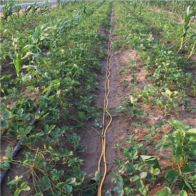 山西香蕉草莓苗品种特点介绍