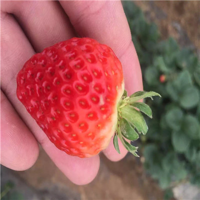 山东草莓苗基地奶油草莓苗品种特点介绍