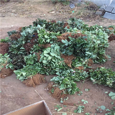 山東草莓苗基地法蘭地草莓苗種苗繁育