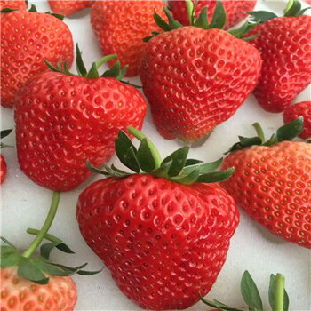 山东草莓苗基地奶油草莓苗品种特点介绍