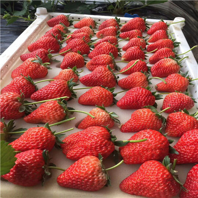 秋季草莓生产苗童子一号草莓苗品种特点介绍