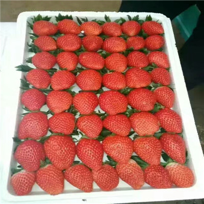 秋季草莓小苗供应达娜草莓苗一棵价钱