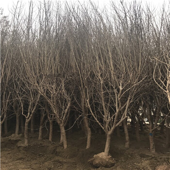 重慶大紅袍石榴苗多少錢(qián)一棵