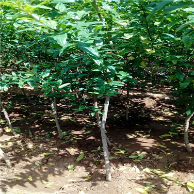 水晶石榴苗粗度兩公分的水晶石榴苗種植技術(shù)