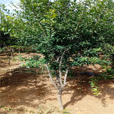石榴小苗種植技術(shù) 五公分大石榴樹(shù)種植技術(shù)