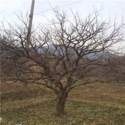 蒙阳红石榴苗基地报价 山东石榴苗基地石榴苗价格及报价