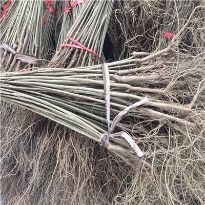 河南無籽石榴苗批發(fā)什么價