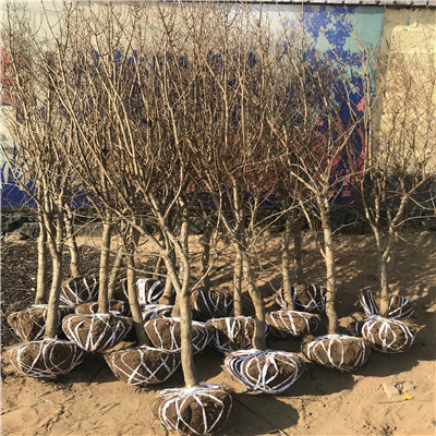 软籽石榴苗品种特色 五公分大石榴树市场新报价