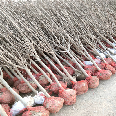 紅籽石榴苗價(jià)格及報(bào)價(jià) 五公分大石榴樹每天新報(bào)價(jià)