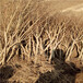 地径一公分石榴苗种植季节黑籽石榴苗批发基地
